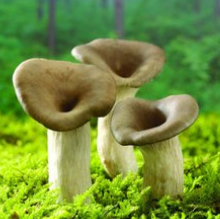 蘑菇排行榜