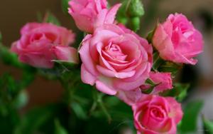 粉玫瑰花语是什么？