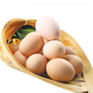 柴鸡蛋是什么鸡蛋