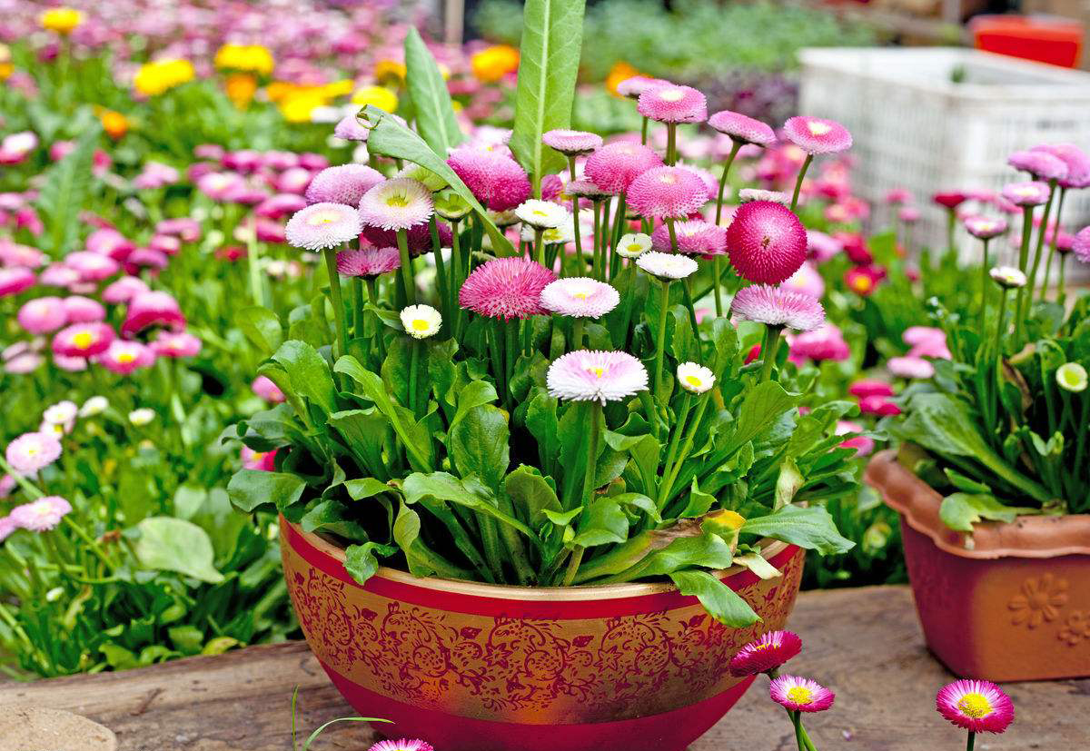 盆栽花卉图片漂亮的盆栽花卉图片 常见盆栽名称大全