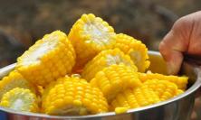 水果玉米，粘玉米，普通玉米哪个营养价值高？