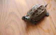 草龟能变成墨龟吗？如何将草龟养成墨龟？
