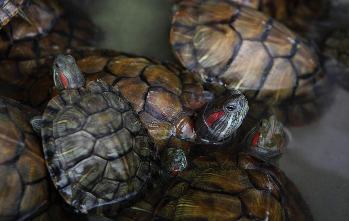 草龟和巴西龟哪个好？草龟和巴西龟哪个更好养？