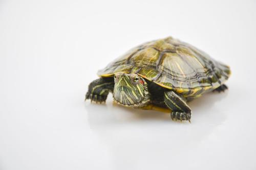 草龟能活多久？草龟的寿命长吗？