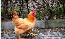 农家土鸡最低一斤要多少钱？散养土鸡与笼养鸡的区别？