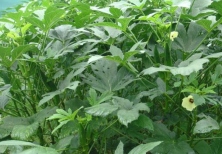 黄秋葵苗期可用除草剂吗？用什么除草剂效果好？