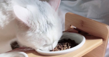 陶瓷猫碗哪个牌子好？推荐几款性价比高陶瓷猫碗